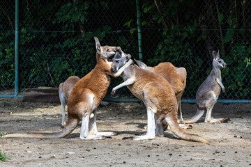 Red kangaroo, Macropus rufus in a german park