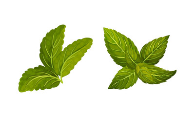 Fresh mint green leaves set. Herbal aroma plant vector illustration