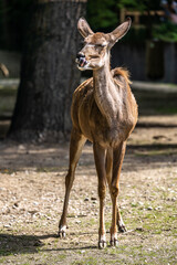 Naklejka na ściany i meble Greater kudu, Tragelaphus strepsiceros is a woodland antelope