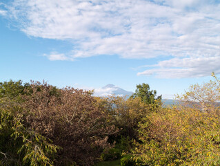 Obraz premium landscape with trees