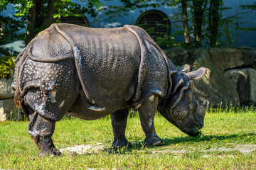 Fototapeta premium The Indian Rhinoceros, Rhinoceros unicornis aka Greater One-horned Rhinoceros