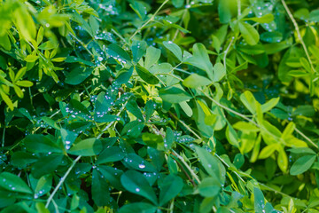 The green foliage of a bush in raindrops or dew on a summer day