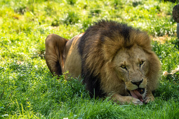 The lion, Panthera leo is one of the four big cats in the genus Panthera