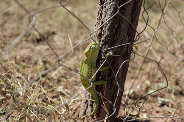 nature closeup: photography of a small green chameleon sitting on a wooden pole, behind a metal  fence , outdoors on a sunny day, with dry grass in the background