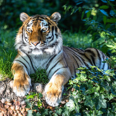 The Siberian tiger,Panthera tigris altaica in a park