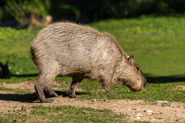 Capybara, Hydrochoerus hydrochaeris grazing on fresh green grass