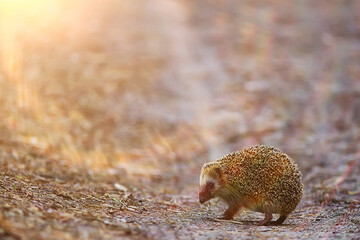animal wild in nature hedgehog in the forest, european hedgehog runs