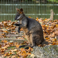 Red kangaroo, Macropus rufus in a german park