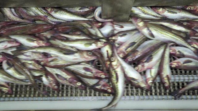 Fish factory on a fishing vessel. Close-up. Freshly caught pollock fish goes along the conveyor for processing. Lots of fresh fish in the fish factory.