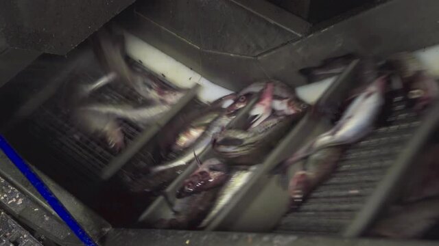 Fish factory on a fishing vessel. Close-up. Freshly caught pollock fish goes along the conveyor for processing. Lots of fresh fish in the fish factory.