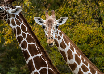 The giraffe, Giraffa camelopardalis is an African mammal