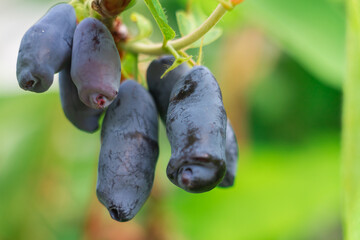 Macro photo of blue honeysuckle berries in water drops on a honeysuckle bush close-up