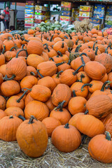 pumpkins on the market