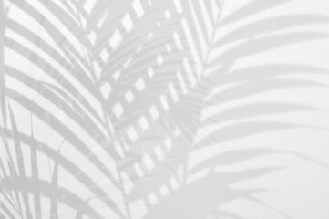 Light and shadow leaves,palm leaf overlay on grunge white wall concrete background.Silhouette abstract tropical leaf natural pattern for wallpaper,summer texture.Black and white soft image backdrop.
