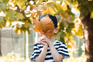 大きなカエデの葉で顔を隠す子供