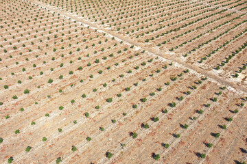 Rows of young Avocado plants, Aerial view.