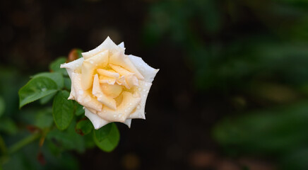 Yellow rose close-up with water drops on a green background. Banner with copy space