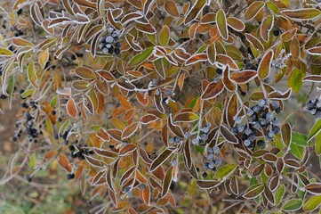 autumn frost on the ground and grass. texture for background