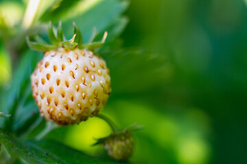 Macro berry of white strawberry on a dark green background of leaves