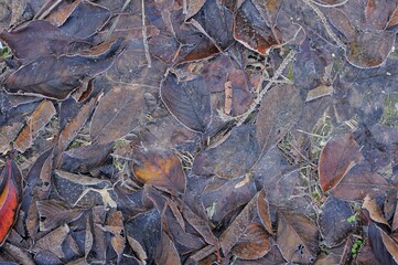 autumn frost on the ground and grass. texture for background
