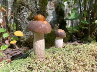 mushrooms in the forest