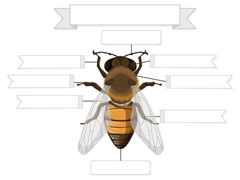 External Anatomy of a bee worksheet