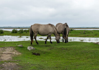 horses grazing on the shore of the lake, the inhabitants of engure nature park are wild animals that are used to visitors, Engure nature park, Latvia