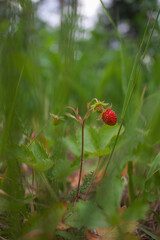 Obraz premium wild strawberries in the forest