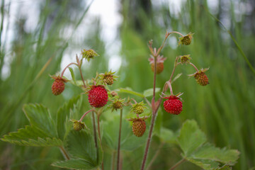 wild strawberry plant