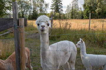 white alpaca on a farm