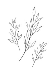 Beautiful leaf line art drawing on white background