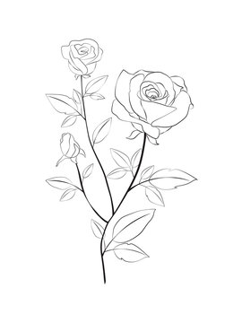 Stunning rose line art drawing on white background