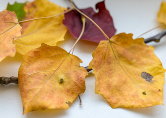 beautiful, colored aspen tree leaves on a light background, autumn colors