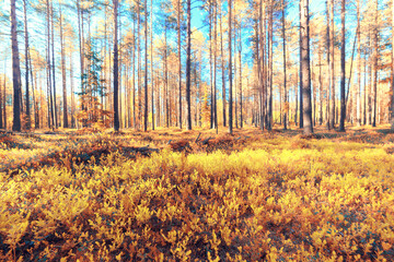 fall landscape background beautiful yellow forest autumn season nature fall