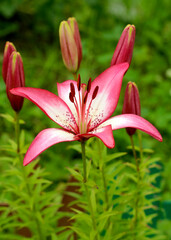 Fototapeta premium Lily flowers in garden, red lily flowers close - up view