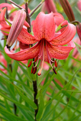 Lily flowers in garden, red lily flowers close - up view