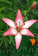 Lily flowers in garden, red lily flowers close - up view