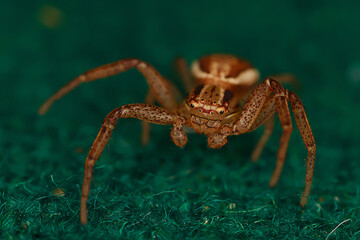 spider jumper macro, arachnophobia, beautiful jumping spider, poisonous spider