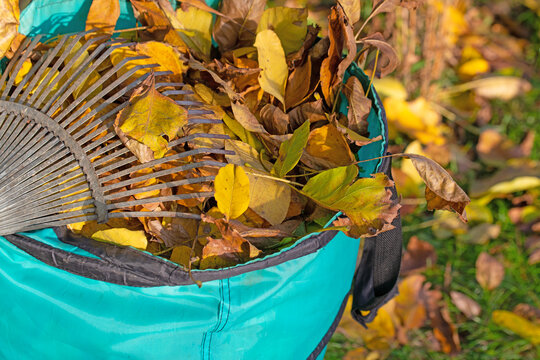 Herbstlaub im Abfallsack mit Laubrechen