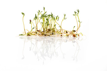 Green lentil sprouts isolated on white, macro food photo. Sprouting French green lentils, also...