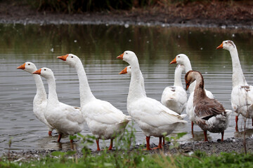White geese on a lake coast. Poultry on pasture in a countryside
