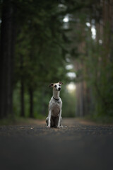 Whippet dog