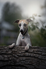 Whippet dog