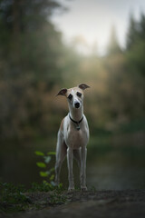 Whippet dog