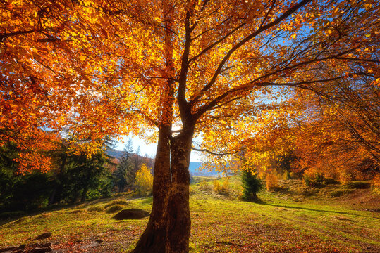 Golden colored autumn tree in the mountains, amazing sunny landscape, natural seasonal background suitable for wallpaper