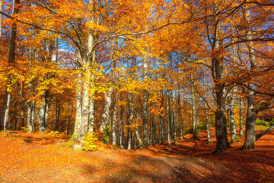 Golden colored autumn forest in the mountains, amazing sunny landscape, natural seasonal background suitable for wallpaper