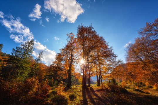 Amazing sunny autumn landscape with golden colored trees, blue sky and sun, outdoor travel background, Carpathian mountains