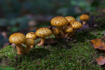 Scale mushroom grows in the forest among the moss