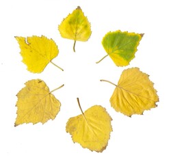 Autumn birch leaves on a white background.