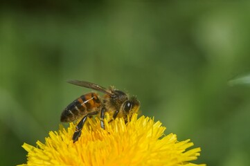 Full-color horizontal photo. A bee collects nectar from a large yellow dandelion against the background of meadow grasses.
